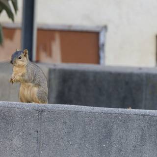 El Sereno's Watchful Squirrel
