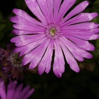 Purple Daisy Blossom