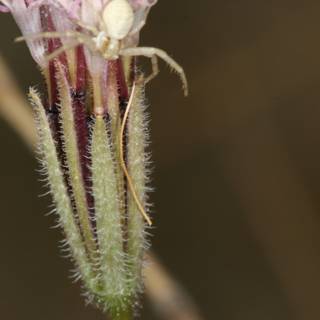 Spider on a Geranium