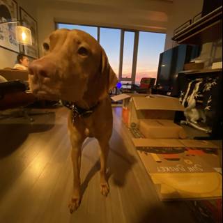 Sunset Dog in a Wood-Floored Living Room
