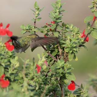 Hummingbird's Dance among the Geranium