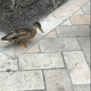 Duck's Walkway Adventure