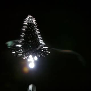 Illuminated Fir Tree