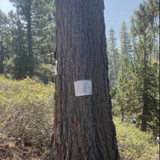 Trail Marker in Sequoia Grove