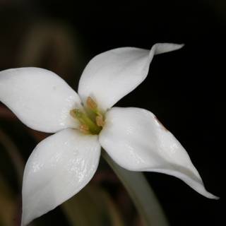 White Lily on a Dark Background