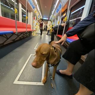 Commuting with Canine Companions
