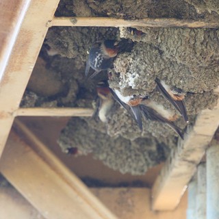 Cliff Swallow Nesting Colony Under Building Eaves