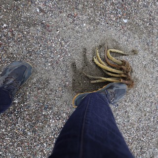 Beachcomber Discovers Washed-Up Kelp on Sandy Shore