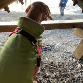 The Stylish Canine of Bodega Bay