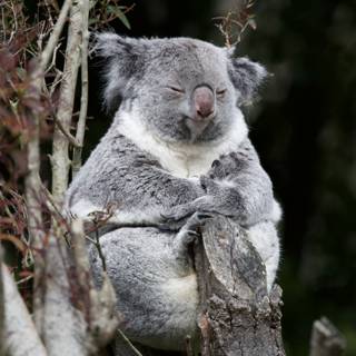 Charming Koala at SF Zoo