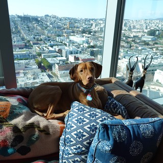 Dog Relaxing in High-Rise Apartment View