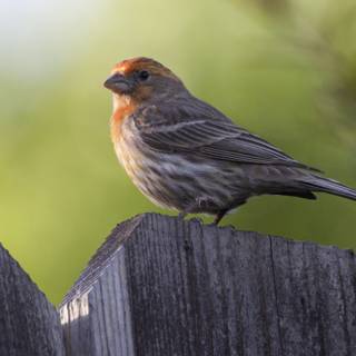 Perched Beauty