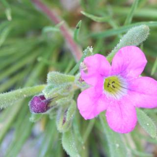 Pink Geranium with Water Droplets