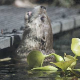 Playful Otter in the Pond