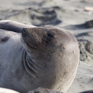 Elephant Seal Resting on Sandy Beach at Drakes
