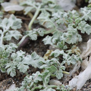 Silver-Leaved Coastal Plants Thriving in Sandy Habitat