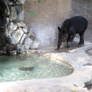 Majestic Black Boar by the Water