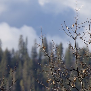 Bare Winter Branches Against Misty Forest Landscape