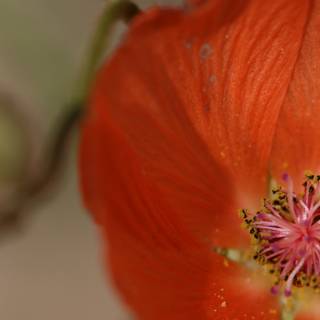 The Intricate Details of an Orange Geranium Flower