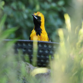 Vibrant Hooded Oriole Perched Among Garden Foliage