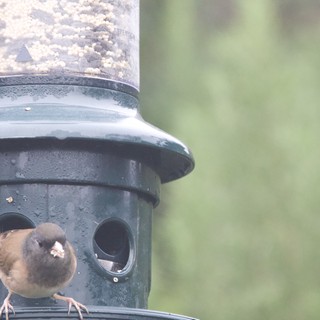 Brown Bird Perched at Weathered Green Bird Feeder