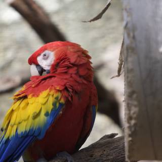 Vibrant Macaw Perched on a Branch
