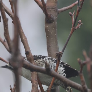 Spotted Woodpecker Foraging Among Bare Winter Branches