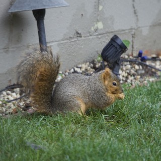 Fox Squirrel Foraging in Backyard Garden