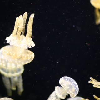 A Graceful Dance of Jellyfish