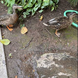 Garden Ducks at The Royal Hawaiian