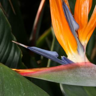 Bird of Paradise Bloom
