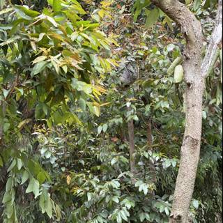 Jungle Oasis: A Glimpse into Nature's Abundance