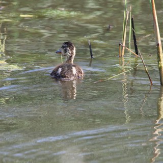 Young Ruddy Duck Swimming in Wetland Habitat