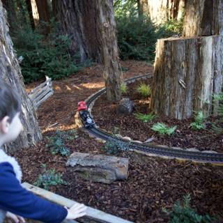 Whimsical Train Journey Through the Redwoods