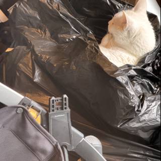 Cat in the Bag