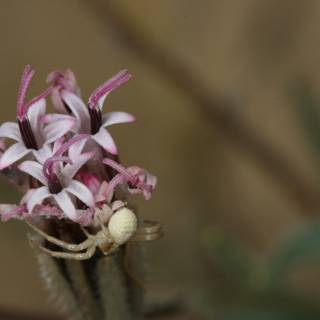 Spider on a Geranium Flower