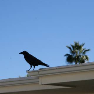 Raven on a Rooftop