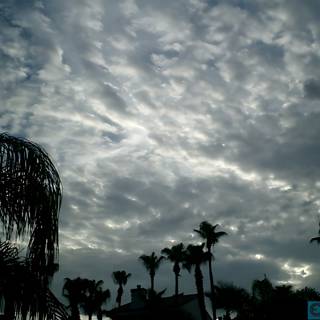 Palm Trees and Clouds in the Summer Sky
