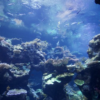 Vibrant Coral Reef Ecosystem in Large Aquarium Display