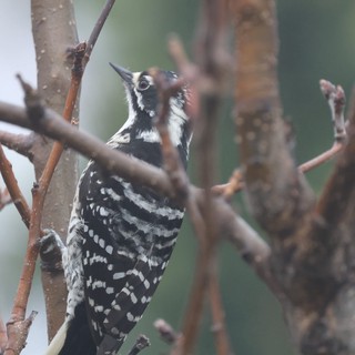 Lesser Spotted Woodpecker Perched Among Bare Winter Branches