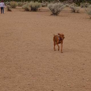 Running Free in the Desert