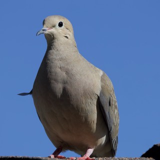 Eurasian Collared-Dove Portrait Against Clear Blue Sky