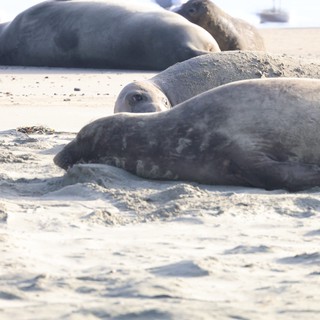 Elephant Seal Colony Resting on Sandy Beach