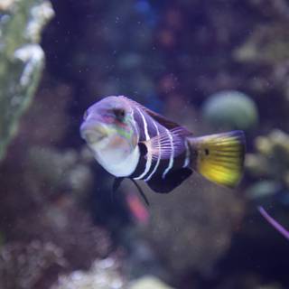 Striped Angelfish in the Underwater World