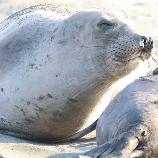 Harbor Seal Resting on Sandy Beach at Drakes Beach