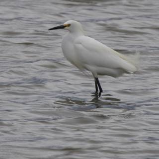 Graceful Sentinel of the Bay