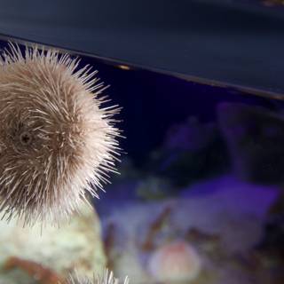 Sea Urchin in an Aquarium