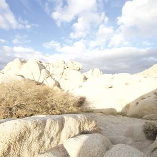 A Scenic View of Joshua Tree Desert