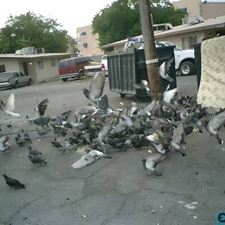 Pigeon Party in the Parking Lot