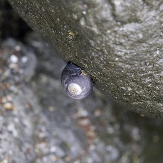 Periwinkle Snail Sheltering in Rocky Crevice